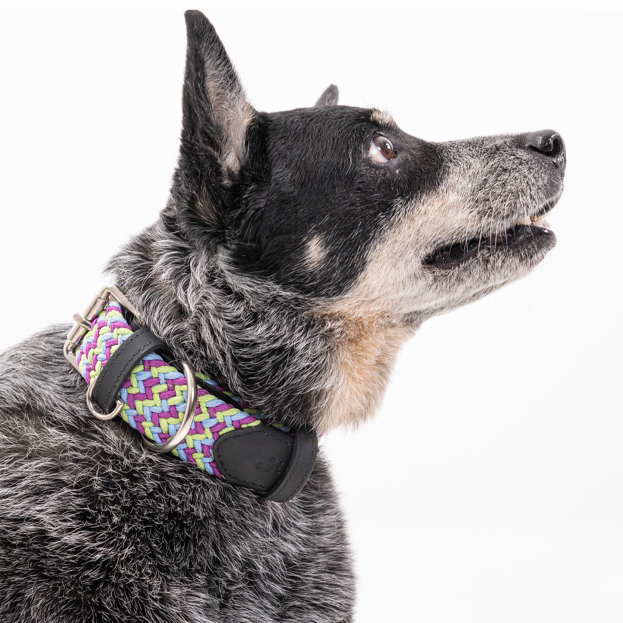 COLLAR PARA PERRO TRENZADO - CLOE TRICK