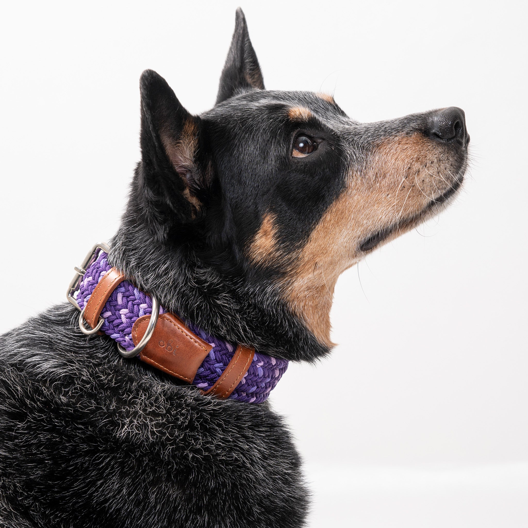 COLLAR PARA PERRO TRENZADO - CLOE VIOLETA