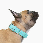 COLLAR PARA PERRO TRENZADO - CLOE AQUA