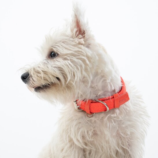 COLLAR PARA PERRO TRENZADO - CLOE SALMON