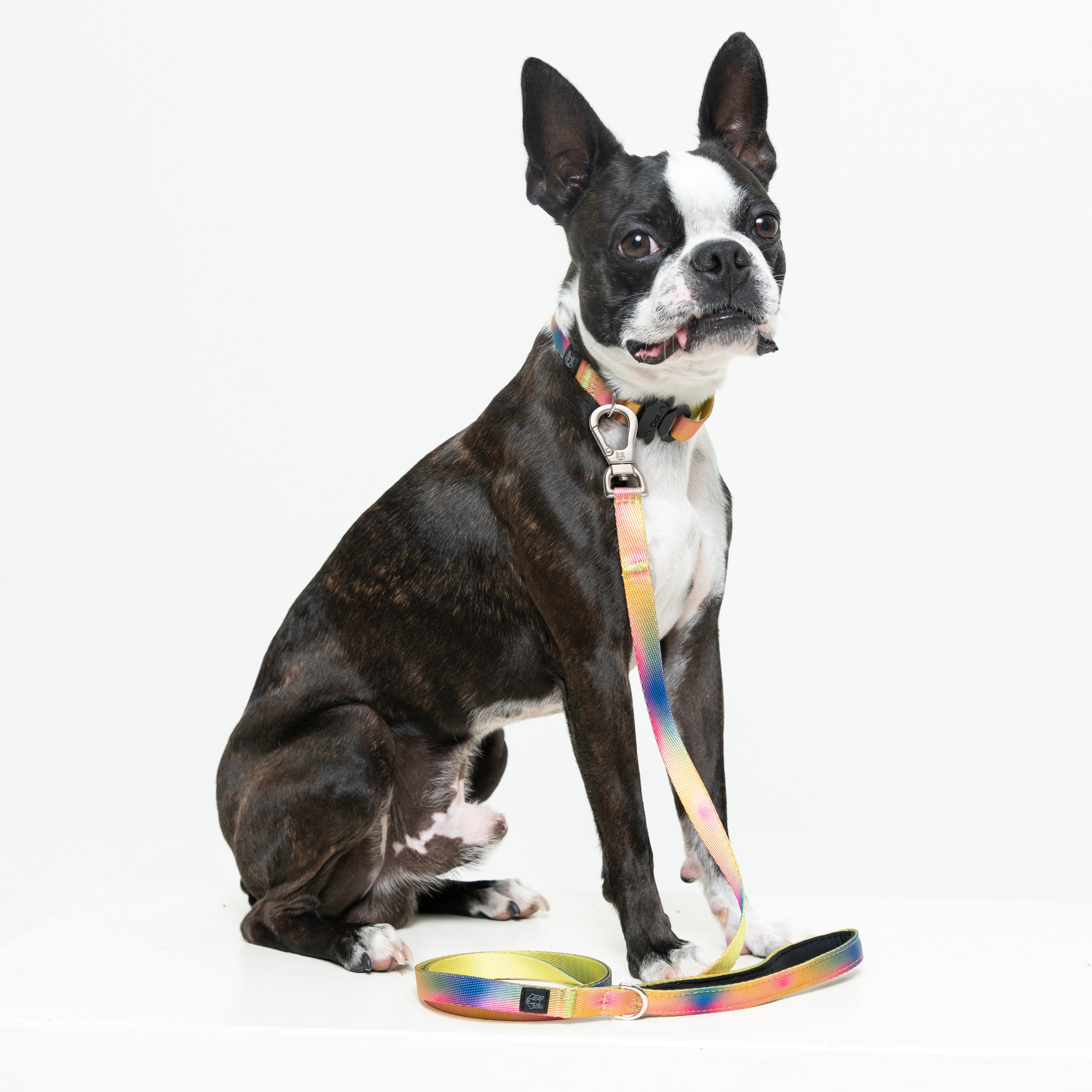 CORREA PARA PERROS ESTAMPADA - COMFY LIME LIGHTS