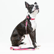 CORREA PARA PERROS ESTAMPADA - COMFY PINK LIGHTS