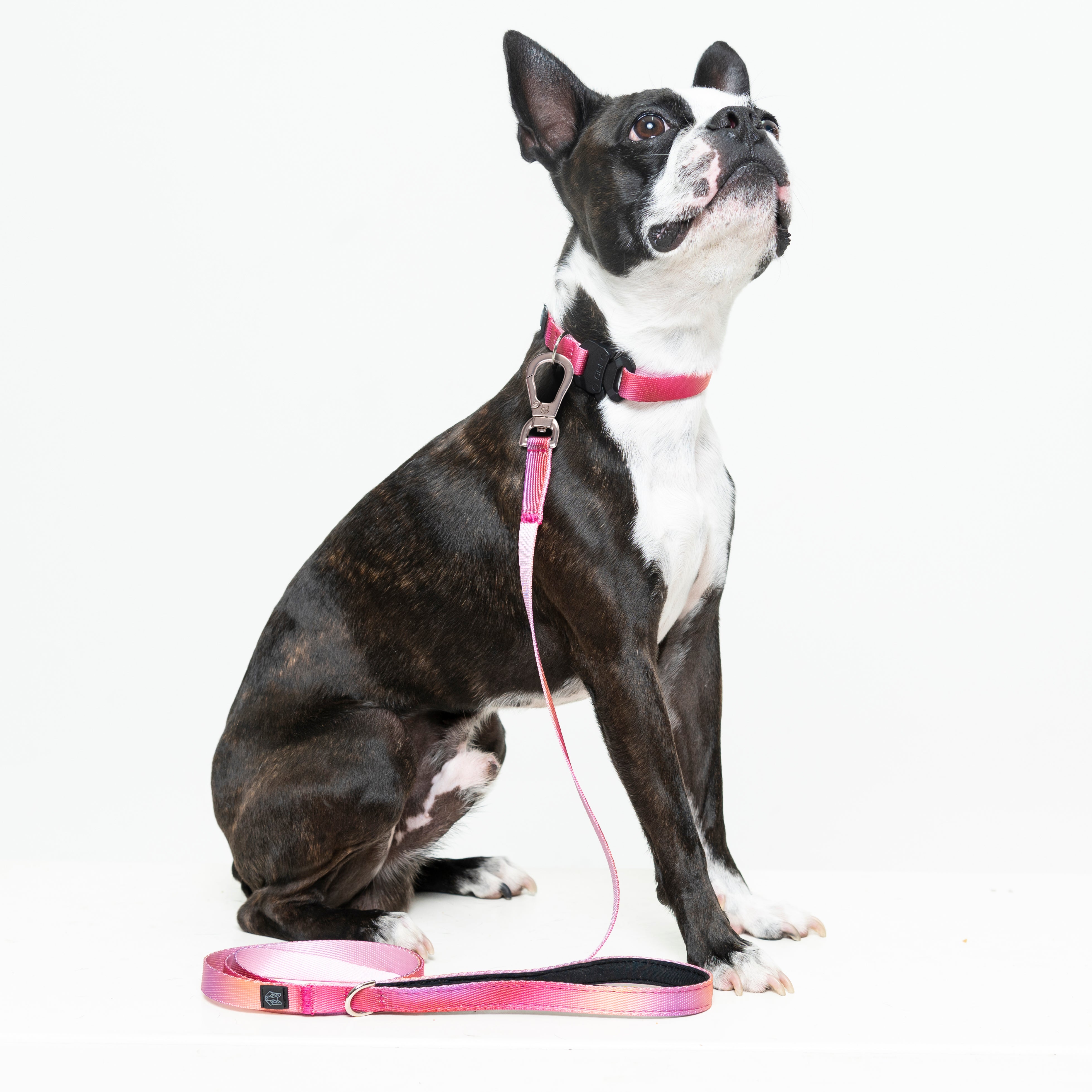 CORREA PARA PERROS ESTAMPADA - COMFY PINK LIGHTS