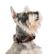 COLLAR PARA PERRO TRENZADO - CLOE RAINBOW