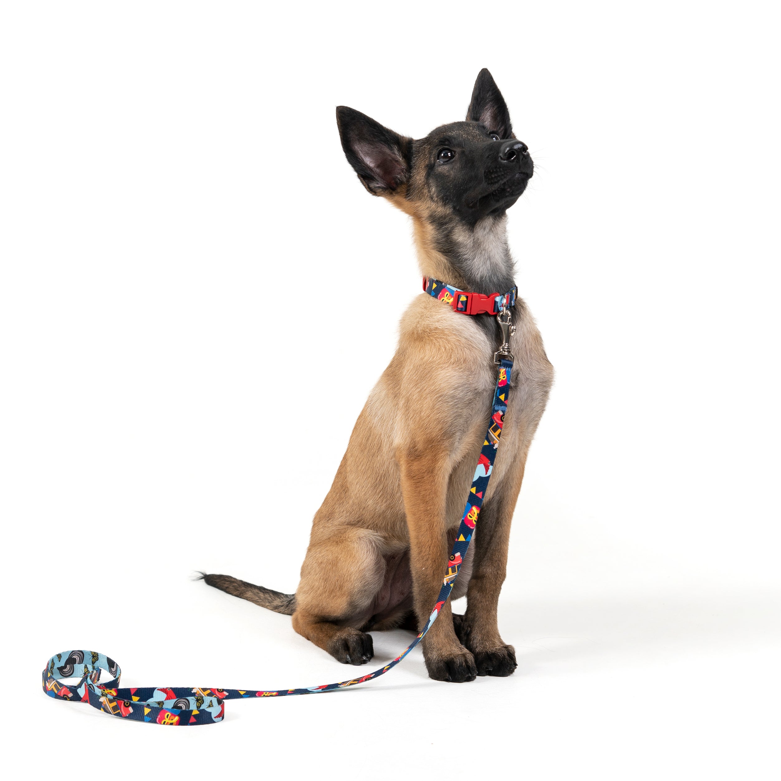 COLLAR Y CORREA PARA PERRO ESTAMPADO - CARIBE