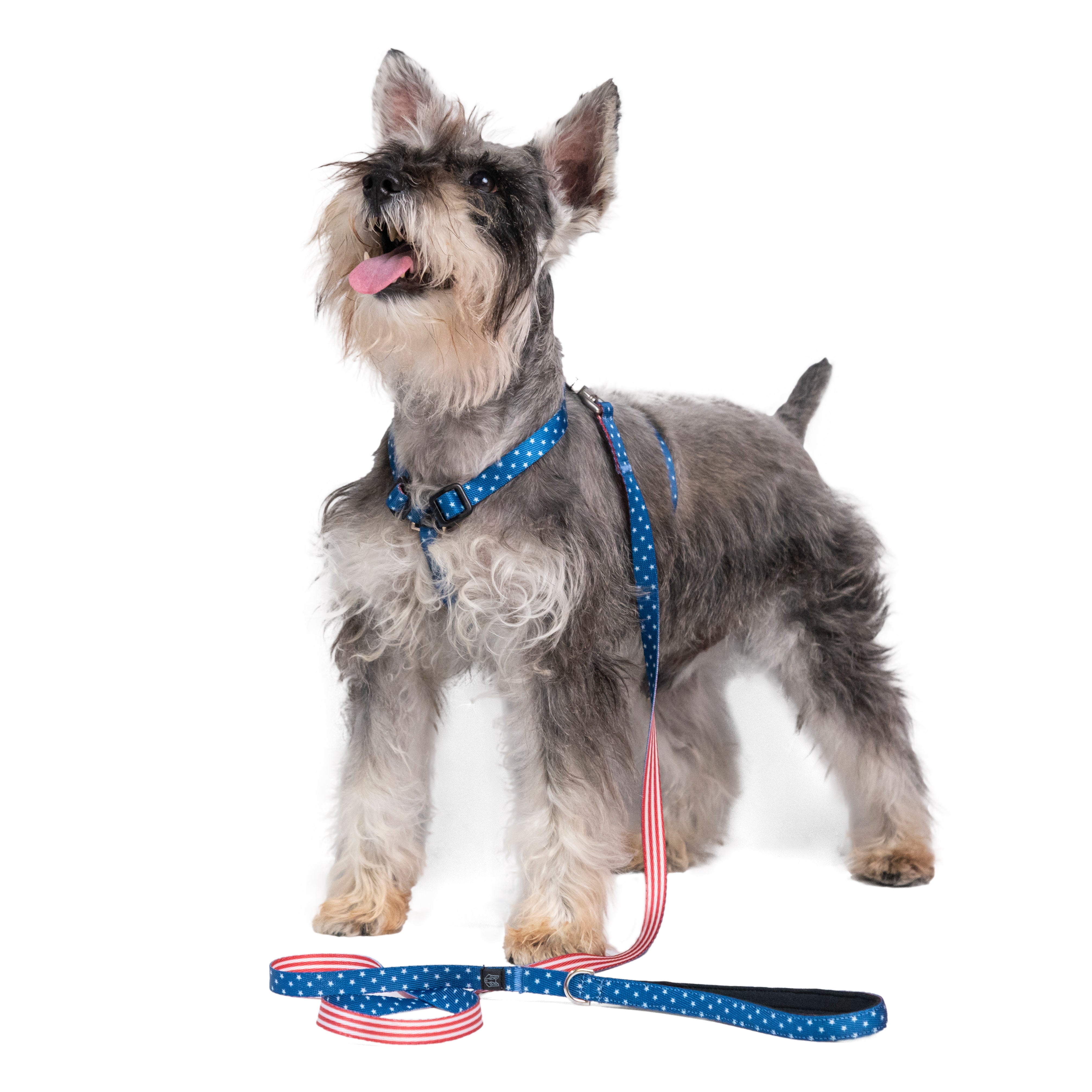 CORREA PARA PERROS ESTAMPADA - COMFY USA